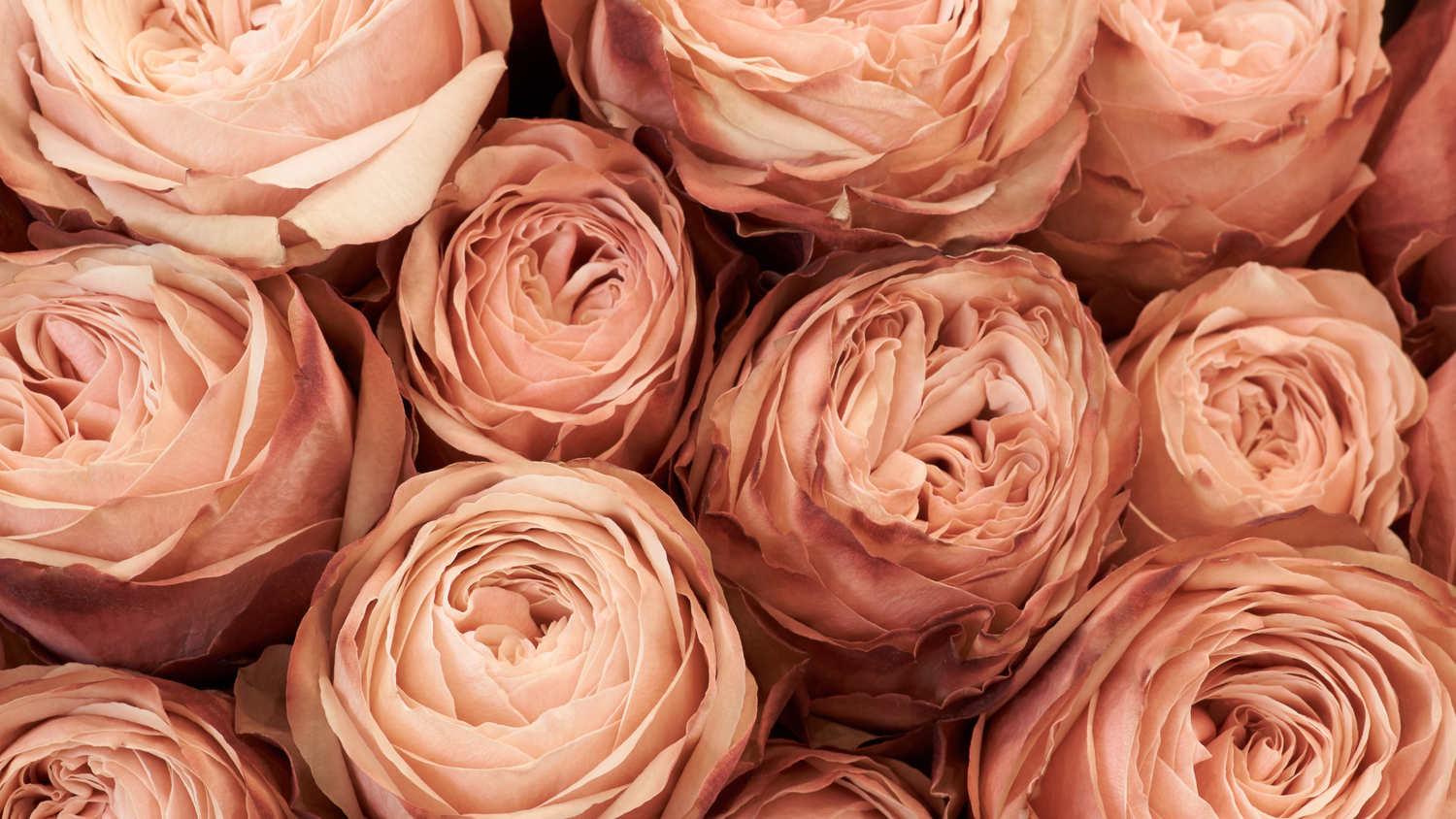 Peony Dusk