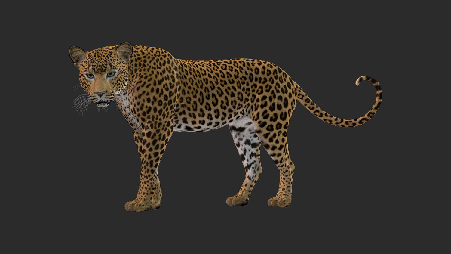 Leopards on Charcoal