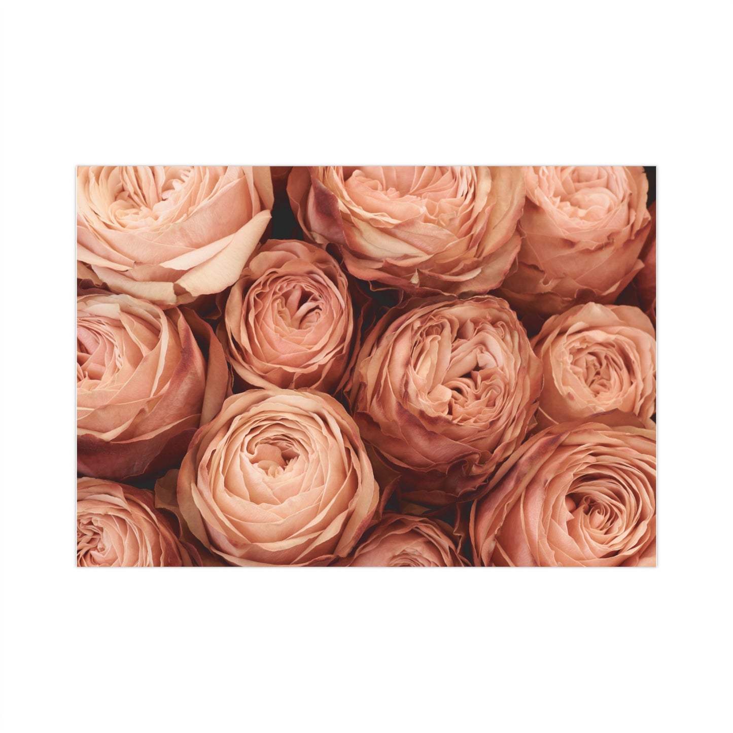 Peony Dusk Gift Wrapping Paper