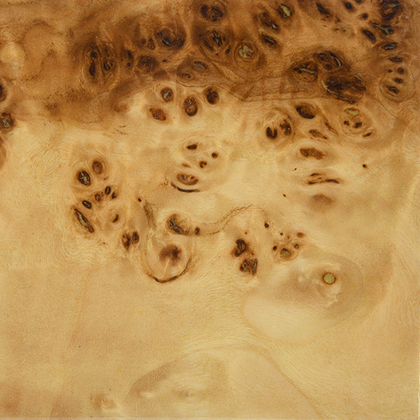 Biggs Stool in Burl Wood & White Linen