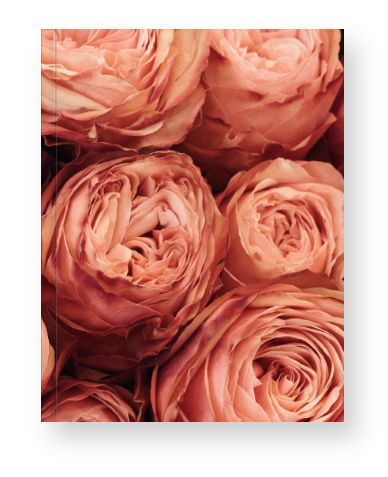 Peony Dusk Notebook
